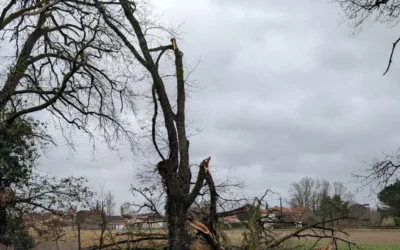 TEMPÊTE NILS : le point sur le réseau et nos engagements pour l’avenir